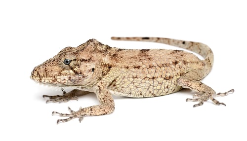 Preview: Oriente Bearded Anole or Anolis porcus, Chamaeleolis porcus, Polychrus is a genus