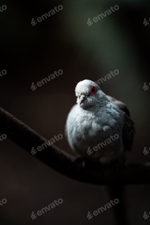 Preview: Diamond striped dove (Geopelia cuneata) on a branch with red eyes