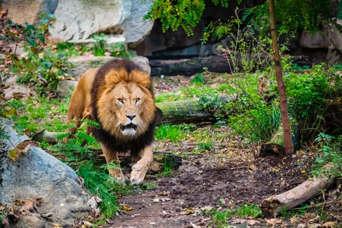Preview: Lion in jungle forest in nature