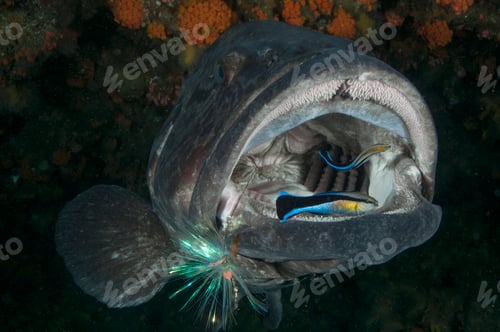 Preview: Potato bass mouth open being cleaned by labrid fish, Aliwal Shoal, Durban, South Africa