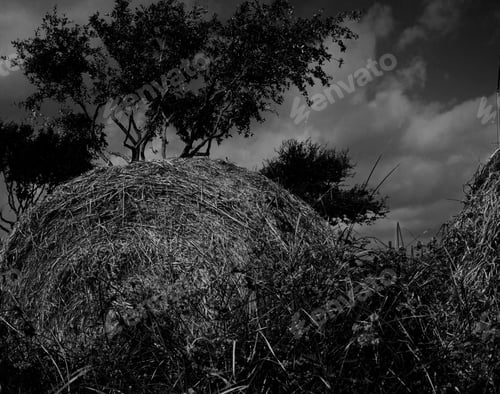 Preview: Grayscale shot of haystacks in the countryside