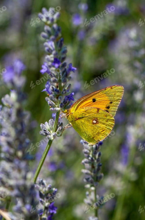 Preview: Yellow butterfly (Colias croceus) feeding on flower nectar