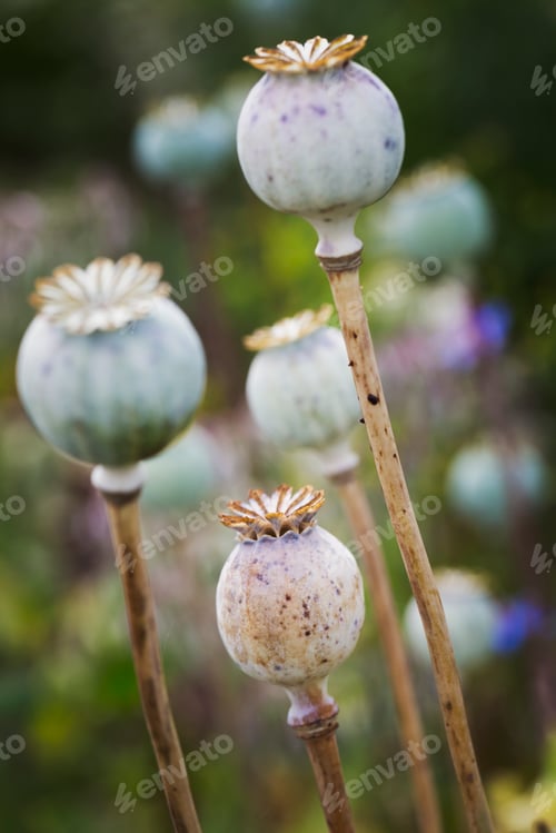 Preview: Close up of poppy seed pods in a garden.