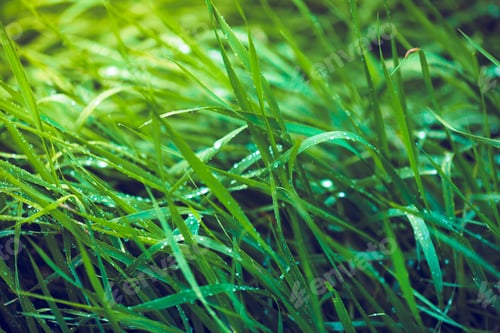 Preview: Green grass with dew drops in a sunny location during the morning hours