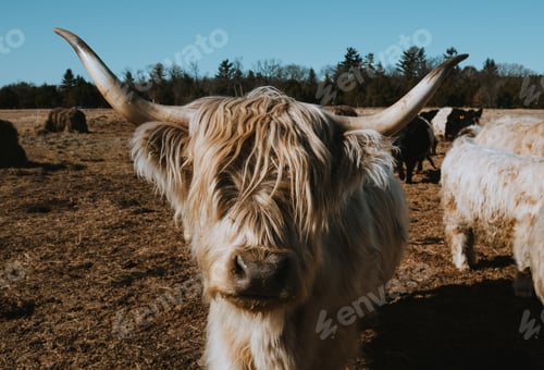 Preview: Shaggy Highland Cow with Horns