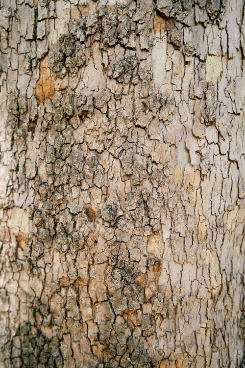 Preview: Brown bark of old olive tree close up