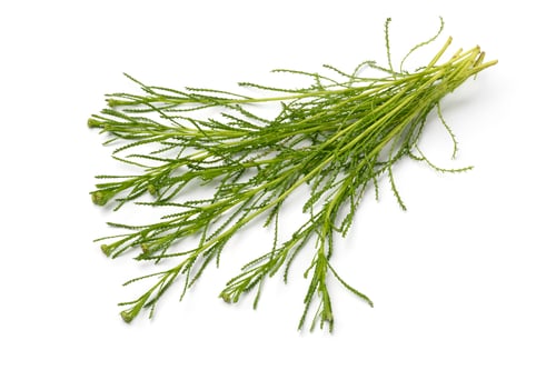 Preview: Bunch of fresh green Santolina viridis close up on white background