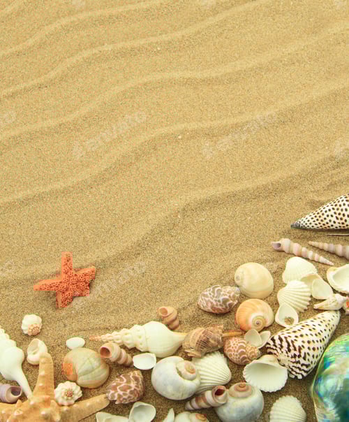 Preview: Sea shells on the sand