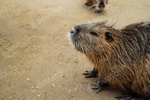 Preview: Nutria on river beach at winter. Myocastor coypus, mouse with big teeth