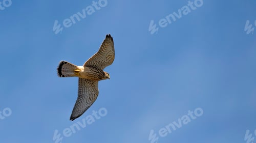 Preview: Kestrel in Flight Against the Sky.