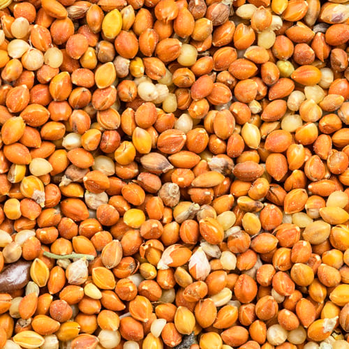 Preview: chumiza siberian millet seeds close up