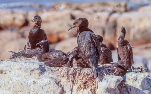 Preview: Cape Cormorants on Malgas Island in South Africa