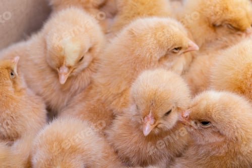 Preview: Close up newborn chicken, chicken farm