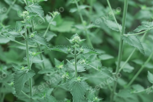 Preview: Abstract background with inflorescences and mint leaves