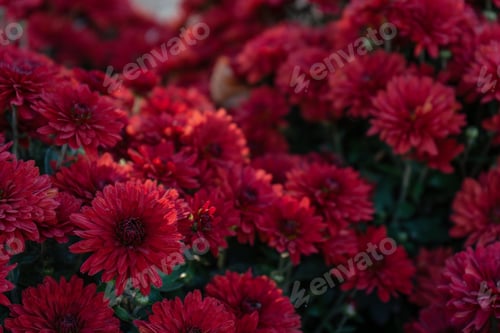 Preview: Fresh Bright Blooming Red Chrysanthemums Flowers In Autumn Garden Outside In Sunny Day