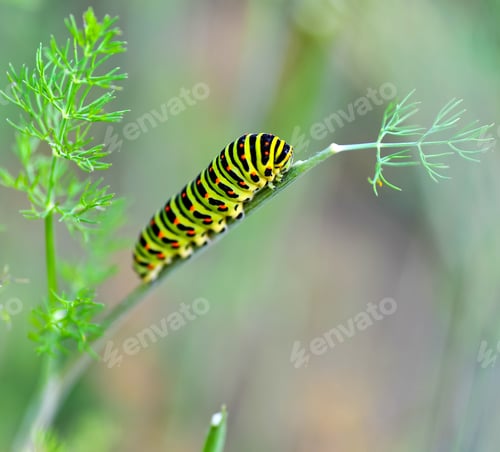 Preview: Green caterpillar on a stalk