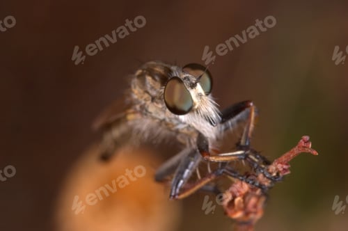 Preview: Killer Fly