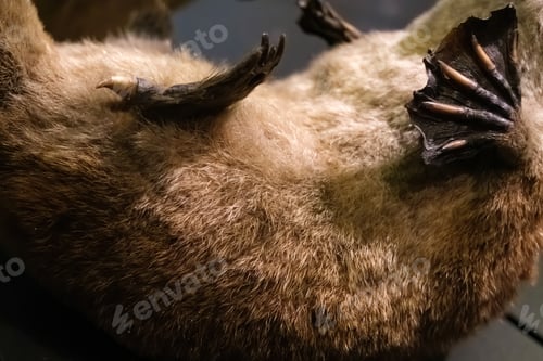 Preview: Stinger of a platypus, with toxic venom.