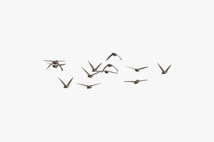 Preview: Ducks in Flight: Small Flying Flock
