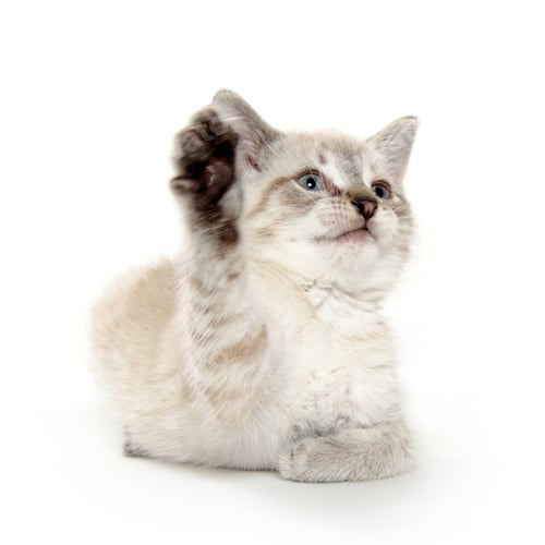 Preview: cat, kitten, pet, isolate