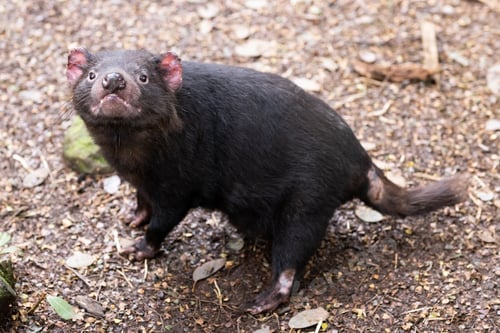 Preview: Tasmanian Devil in Tasmania Australia