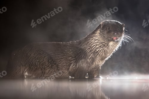 Preview: European Otter in shallow water at night