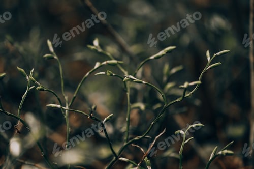 Preview: Grass in the field. Wild plant.