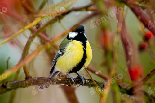 Preview: Great Tit Sitting On Bush Branch