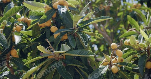 Preview: Medlar tree or loquat, ripening fruits in sunny spring day Masca Gorge and village. Tenerife, Canary