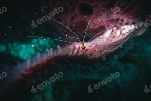 Preview: macro shot of a banded coral shrimp