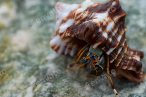 Preview: Hermit crab close-up
