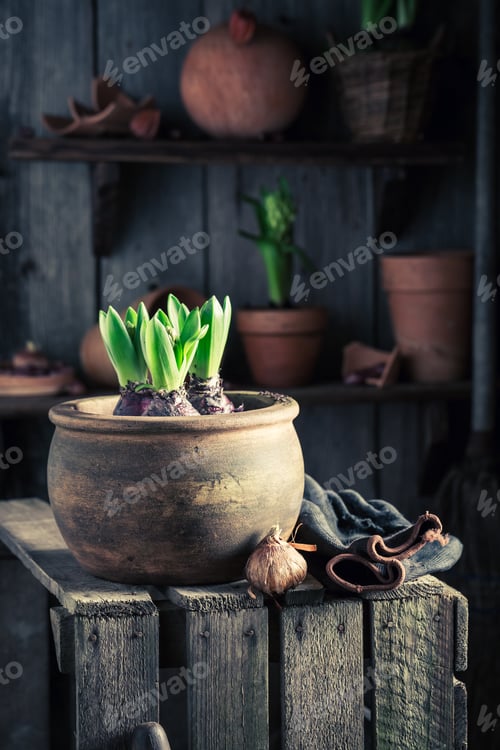 Preview: Young spring flowers and old clay pots