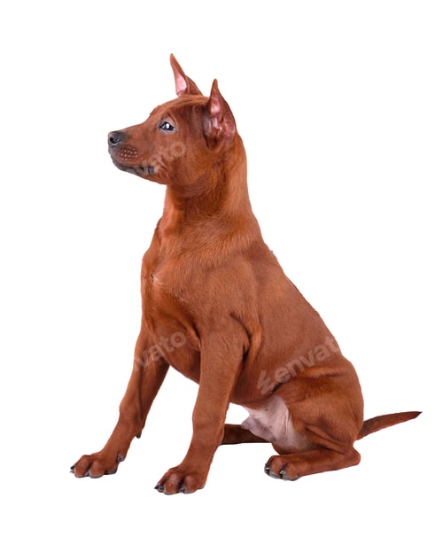 Preview: Thai Ridgeback dog