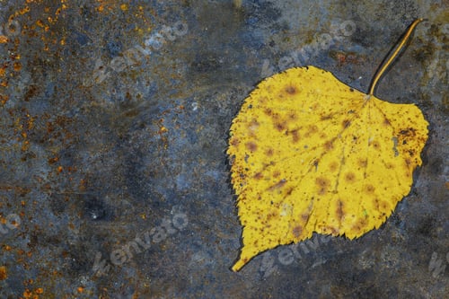 Preview: Dry Leaf Texture: The Beauty Of Autumn Leaves. Tree Leaf On A Rusty Metal Sheet