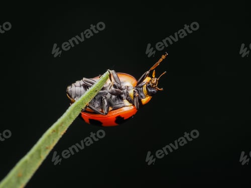 Preview: lsdy bugs