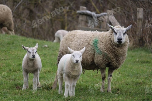 Preview: Sheep with lamb