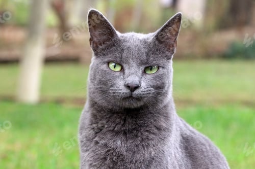 Preview: Close-up of a gray cat with green eyes sitting on green grass, looking directly at the camera.