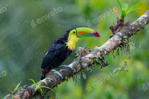 Preview: toucan, bird, colours, tropics