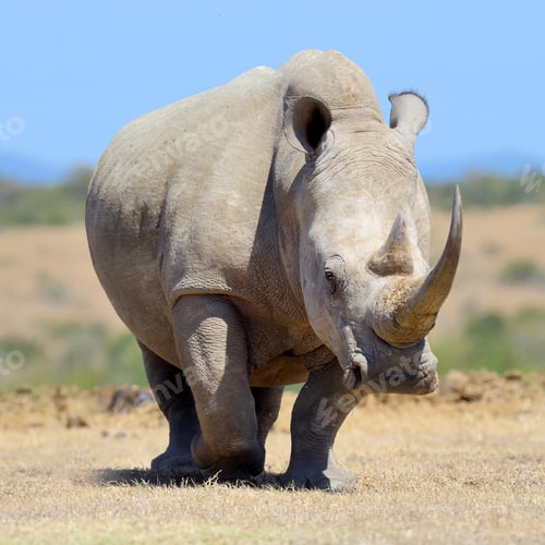 Preview: African white rhino