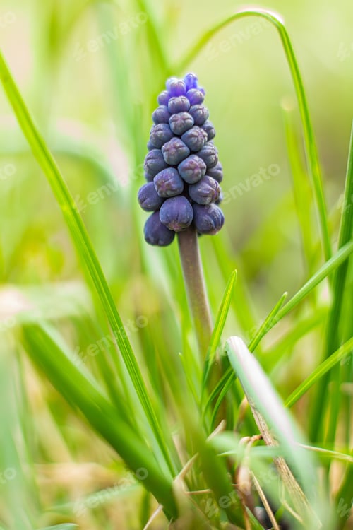 Preview: Muscari is a genus of bulbous plants in the Asparagaceae family