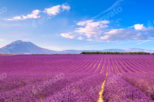 Preview: Lavender flowers blooming fields. Valensole Provence, France