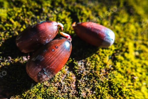 Preview: Acorns on the mossy ground of a forest, with sprouts during their germination