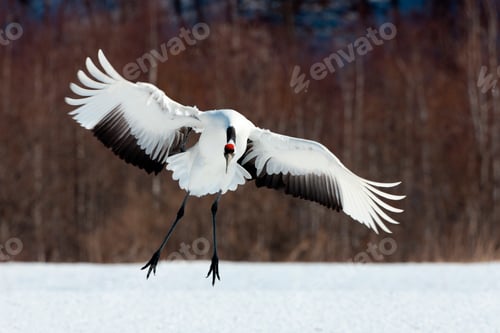 Preview: Japanese crane, Hokkaido, Japan