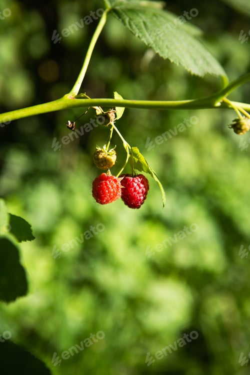 Vista previa: A very ripe and unripe raspberry hanging from a branch, shot in close-up. Sunny summer day, close-up