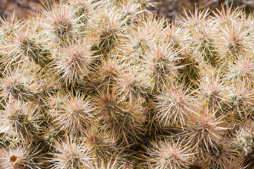 Preview: Close up of Silver cholla (Cylindropuntia echinocarpa), Joshua Tree National Park, California
