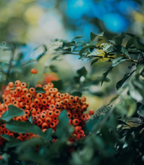 Preview: Orange Berries among Green Leaves in Natural Setting