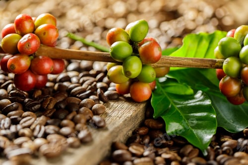 Preview: Coffee beans on coffee green leaves on wooden background, Fresh coffee beans on wooden background