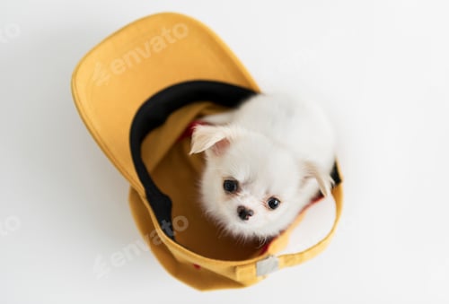 Preview: Cute Chihuahua puppy