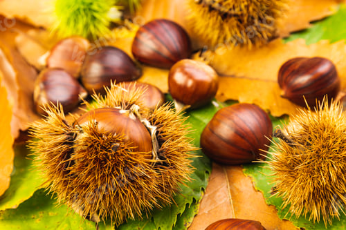 Preview: Ripe chestnuts close up. Raw Chestnuts for Christmas Autumn time