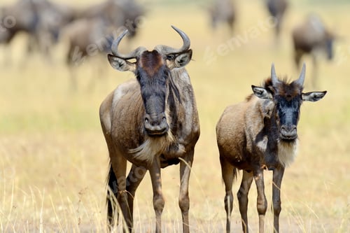 Preview: Wildebeest in National park of Africa